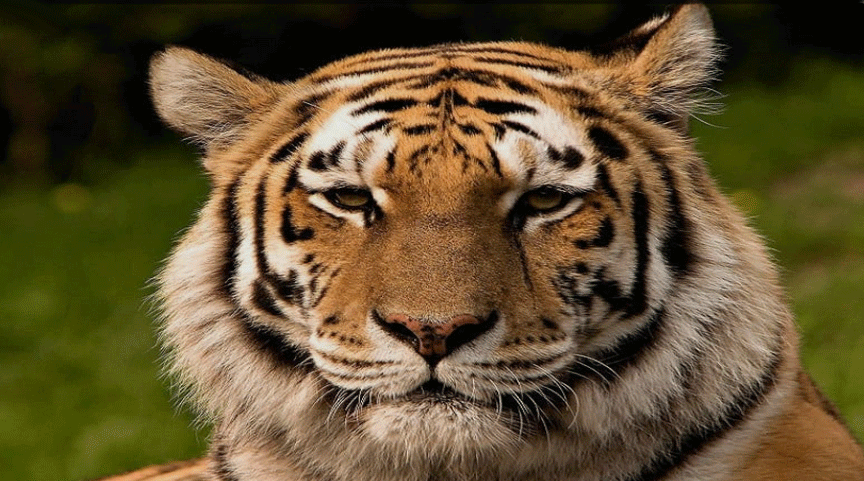 Tiger Membership Zoo Health Club Anna